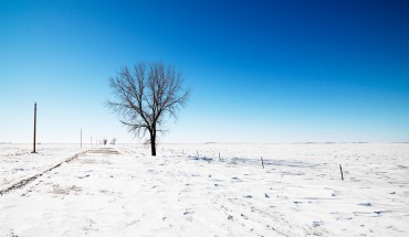 Tree in snow.