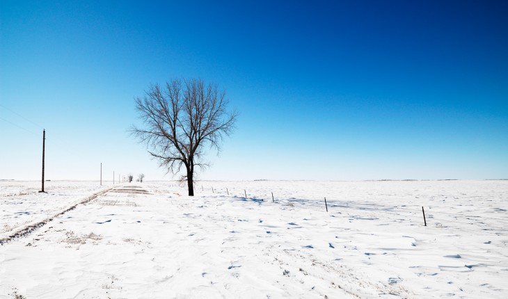 Tree in snow.